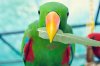 adult-red-sided-eclectus-male.jpg