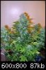 dp's auto ak47 at day 57.jpg