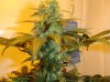 bud1.jpg