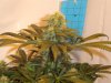 bud2.jpg