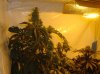 bud3.jpg