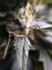 Trichs3.jpg Trichs3.jpg