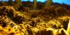 8 hour Myco growth Container Potatoes.jpg 8 hour Myco growth Container Potatoes.jpg