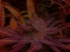 purp1.jpg