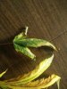 IMG_20160131_092203.jpg