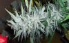 starbudday51g.jpg