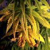 molybdenum-deficiencies-in-marijuana-plants1-150x150.jpg