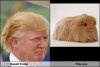 Donald-Trump-Totally-Looks-Like-This-Cavy.jpeg