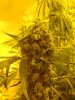 hash_plant_cannabis_seeds.jpg