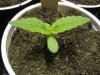 PlantPhotos 001.jpg
