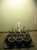 PlantPhotos 002.jpg