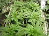 PlantPhotos 010.jpg