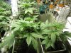 PlantPhotos 005.jpg