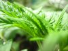 PlantPhotos 009.jpg