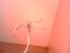 IMG0097A.jpg