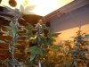weed11.jpg