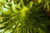 g138.jpg