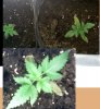 someplants.jpg