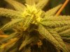 greencrack.jpg