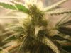 greencrack1.jpg