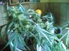 haze special 016.jpg