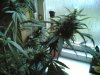 haze special 015.jpg