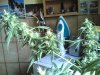haze special 006.jpg