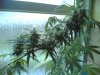 haze special 011.jpg