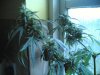 haze special 012.jpg
