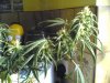 haze special 004.jpg