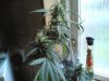 haze special 014.jpg