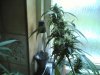 haze special 018.jpg