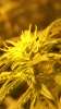 Screenshot_2016-01-26-14-33-22.png