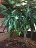 plant IMG_0954.jpg