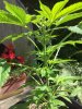 Mature plant.JPG