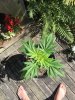 Mature Plant 2.JPG