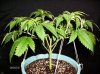 LSDsideAfterPruning2016-02-10.JPG