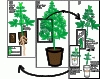 Cloning-Graphic.gif