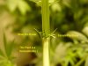 a-HermaphroditePreflowers7.jpg