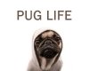 pug life.jpg