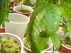 plants 006.jpg