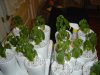 plants 008.jpg