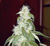 aviary_1455752171431.jpg