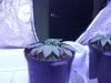 DSCF2372.JPG