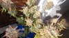 HSO Blue Dream 63 days 020.JPG