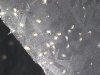 mites.jpg