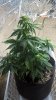WP_20160218_15_16_17_Pro.jpg