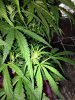 IMG-20160227-WA0007.jpg