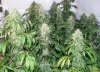 harvest.jpg
