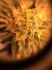 good bud shots 004.JPG